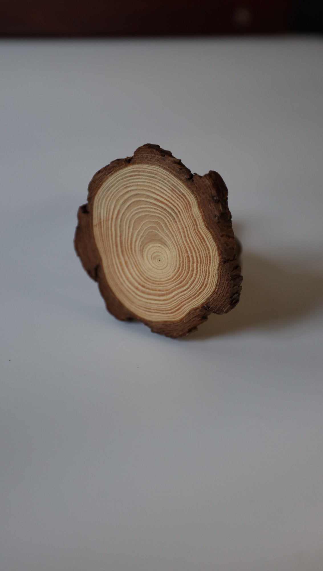 Pine log slice coaster, standing upright