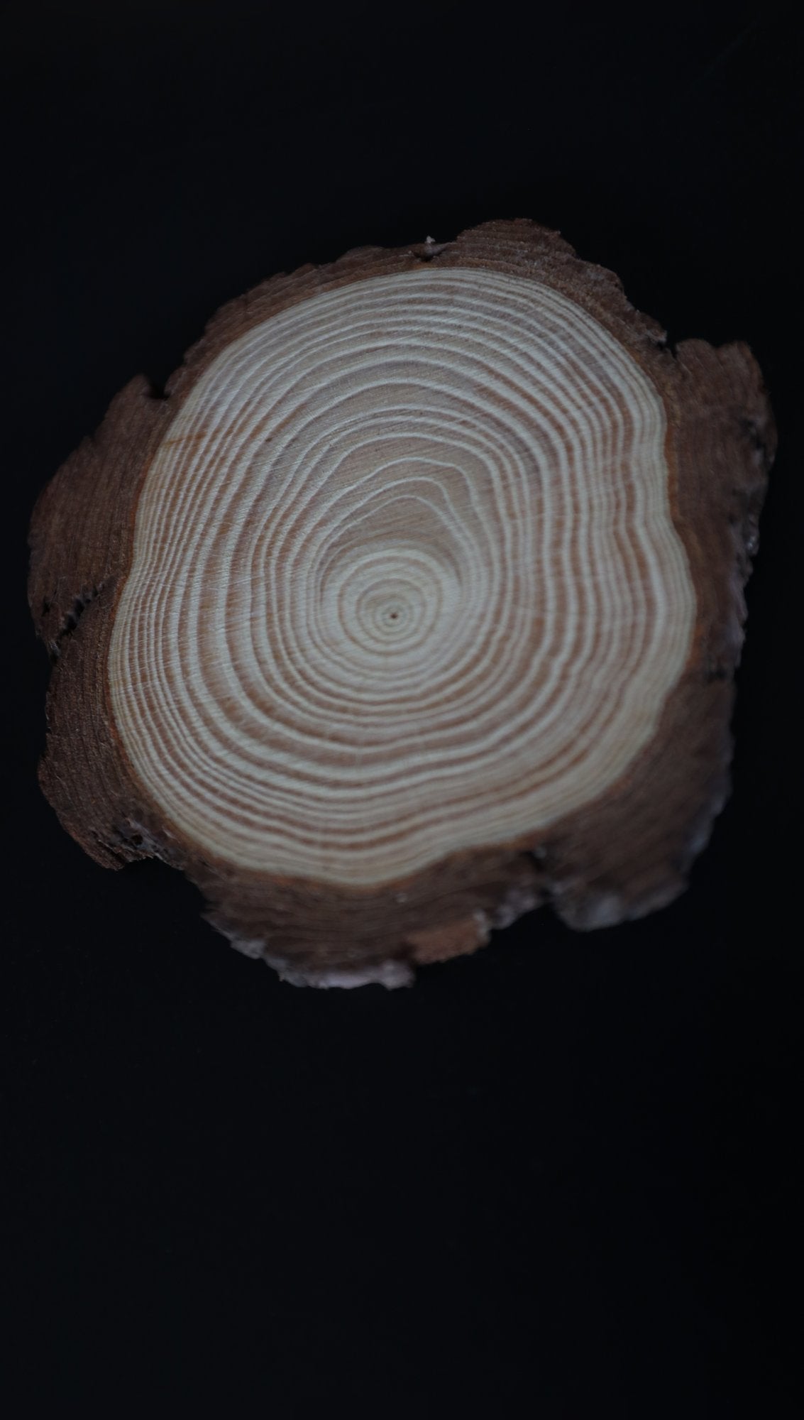 Pine log slice coaster, top view
